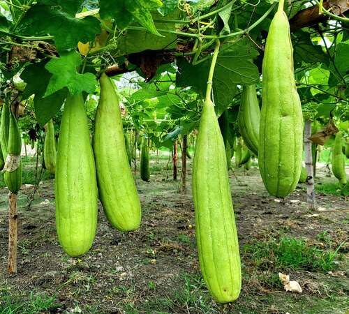 Semillas de Luffa Verde – Cimientes, No-GMO, Alta Germinación Semillas de Jardín Orgánicas para Siembra