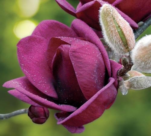 Dark Red Magnoli Flower Seeds for Planting – Heirloom Non-GMO High Germination Seeds