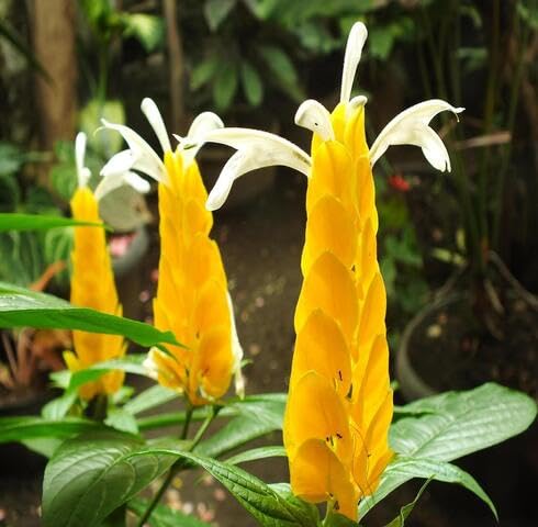 Yellow Pachystachys Flower Seeds Heirloom Non-GMO High Germination Organic Seeds