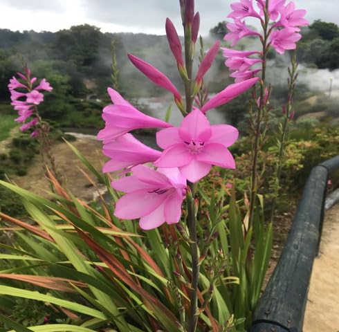 Pink Watsonia Flower Seeds Heirloom Non-GMO High Germination Organic Garden Seeds for Planting