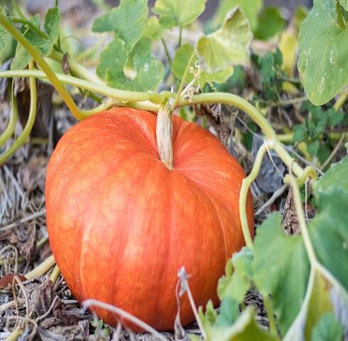 Orange Pumpkin Seeds – Heirloom, Non-GMO, High Germination Organic Garden Seeds Planting