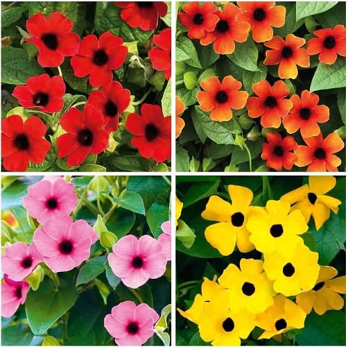 mixed thunbergia flower seeds
