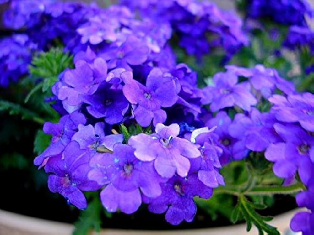 verbena hybrida flower seeds