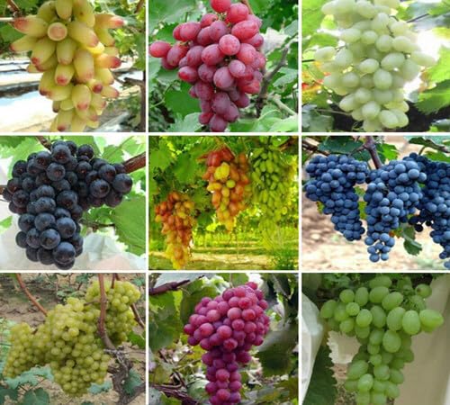 Mixed Grape Seeds – Heirloom, Non-GMO, High Germination Organic Garden