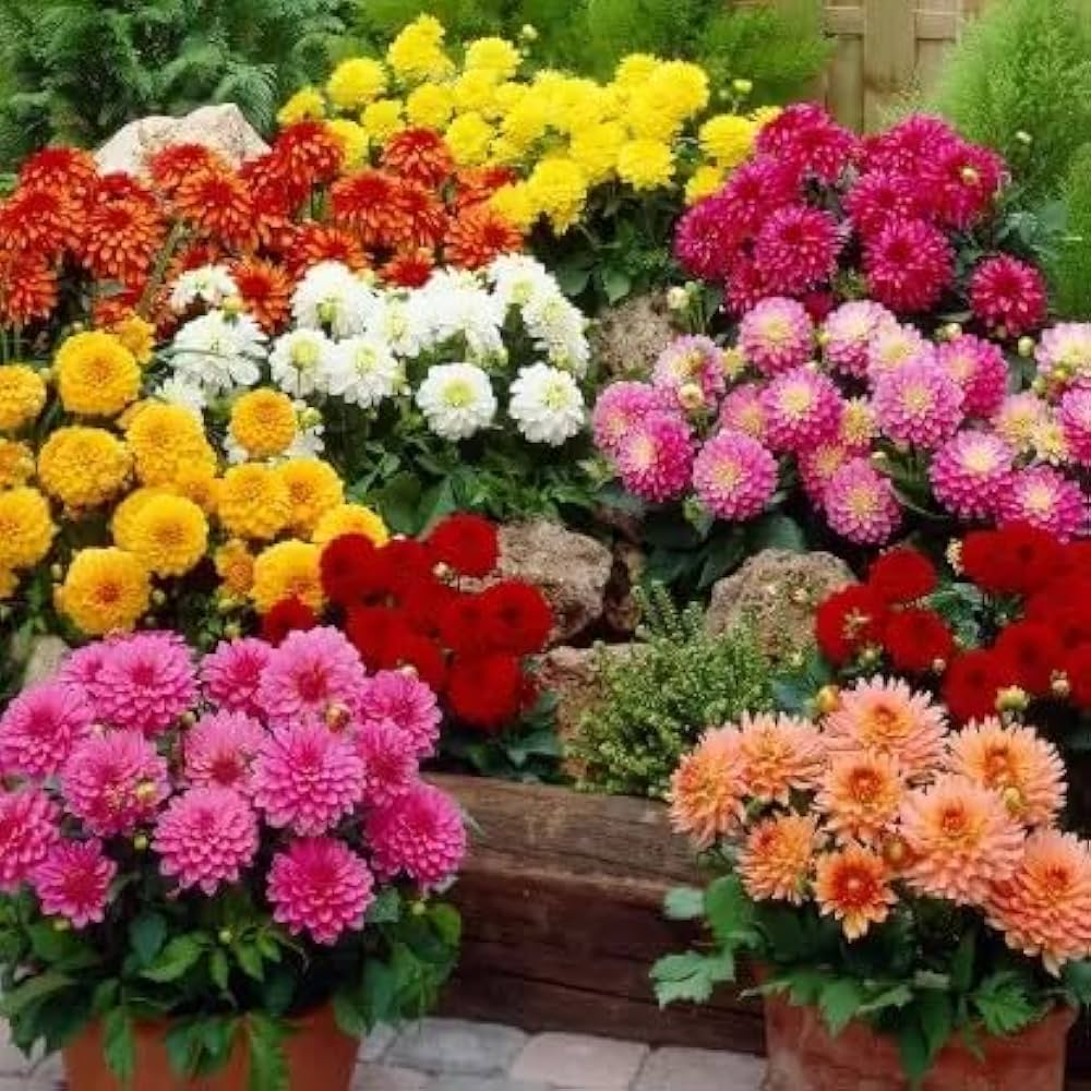 dahlia for flower seeds
