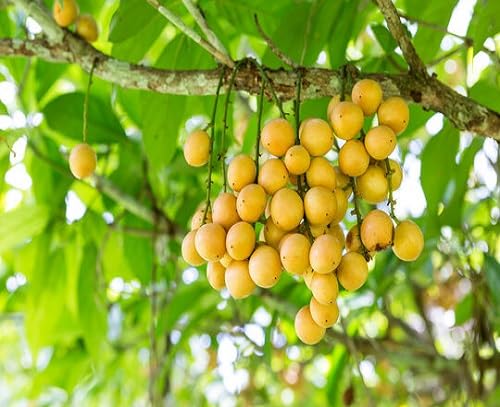 Yellow Baccaurea Seeds Heirloom Non-GMO High Germination Organic Garden Seeds for Planting