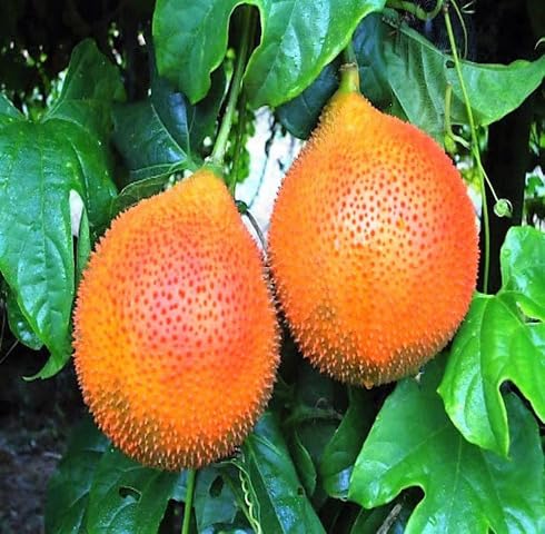 Orange Gac Seeds for Planting – Heirloom Non-GMO High Germination Organic Garden Seeds