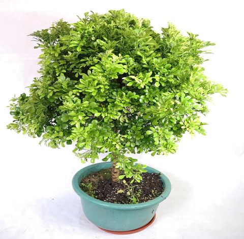 greenaglaiaodorataheirloomnongmo flower seeds