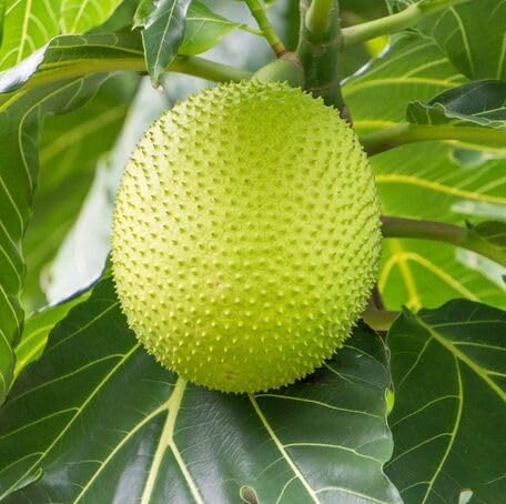 Green Breadfruit Seeds – Heirloom, Non-GMO, High Germination Organic Garden Seeds