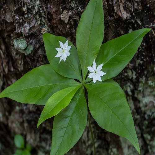 Trientalis Flower Seeds – Heirloom, Non-GMO, High Germination Organic Seeds