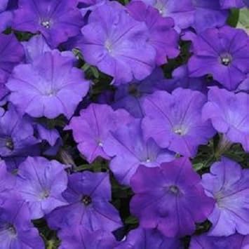 shockwavepetuniaflowerheirloomnongmo flower seeds