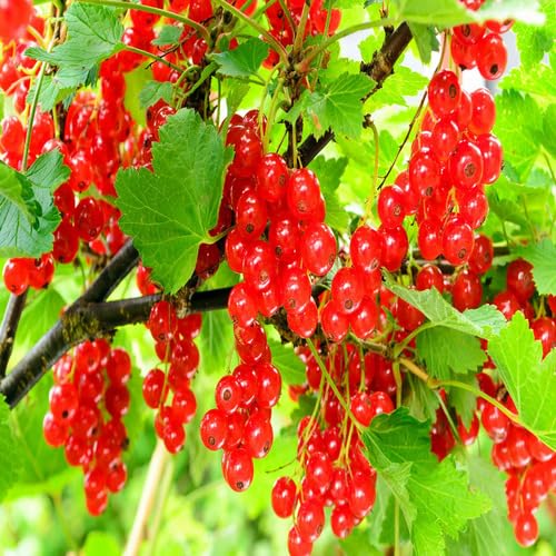 Red Currant Seeds – Heirloom, Non-GMO, High Germination Organic Garden Seeds
