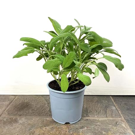 Sage Salvia Farinacea Plant Seeds – Heirloom Non-GMO High Germination Organic Garden Seeds
