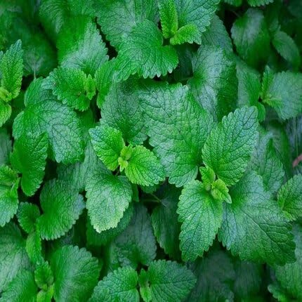 Green Lemon herb seeds