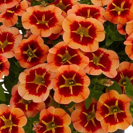 Orange Calibrachoa Flower Seeds – Heirloom Non-GMO High Germination Organic Garden Seeds