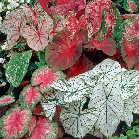 mixedcaladiumheirloomnongmo flower seeds