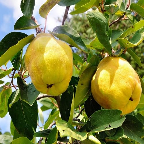Green Quince Seeds for Planting – Heirloom Non-GMO High Germination Organic Garden Seeds