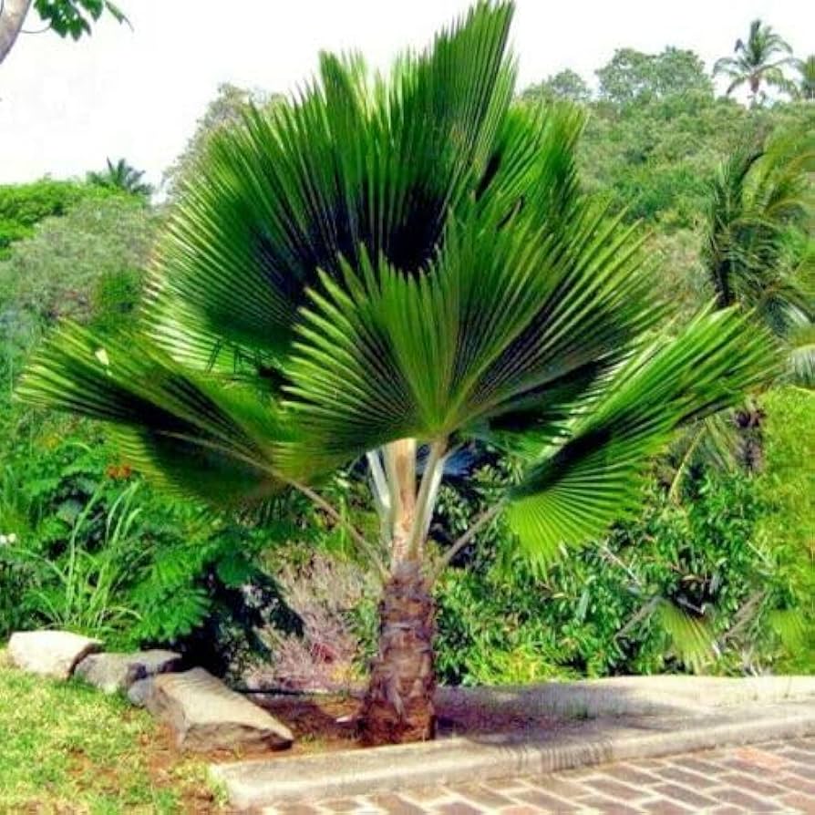 fiji fan flower seeds