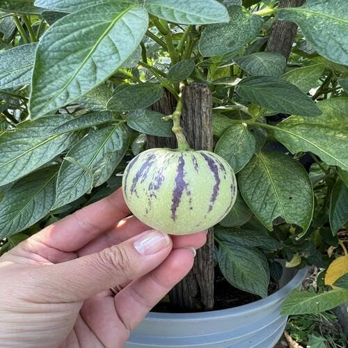 Semillas de melón ginseng orgánico verde – Semillas de huerto orgánicas herencia, no transgénicas, de alta germinación