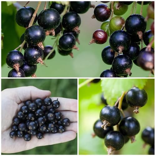 Black Currant Seeds – Heirloom, Non-GMO, High Germination Organic Garden Seeds
