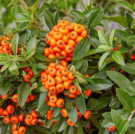 Orange Pyracantha Seeds – Heirloom, Non-GMO, High Germination Organic Garden Seeds