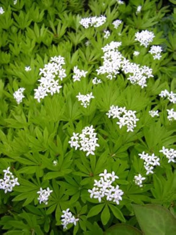 Sweet Woodruff herb seeds
