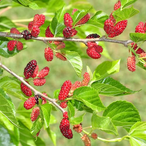Red Mulberry Seeds for Planting – Heirloom Non-GMO High Germination Organic Garden Seeds for Sweet Juicy Fruits