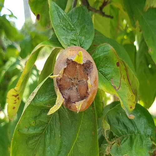 Brown Medlar Seeds – Heirloom, Non-GMO, High Germination Organic Garden Seeds