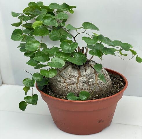 green dioscorea flower seeds
