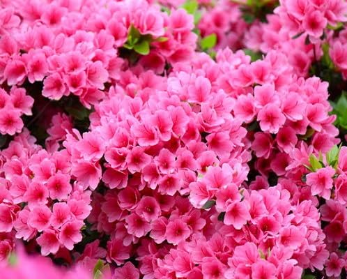 Pink Rhododendron Flower Seeds for Planting – Heirloom Non-GMO High Germination Organic Garden Seeds