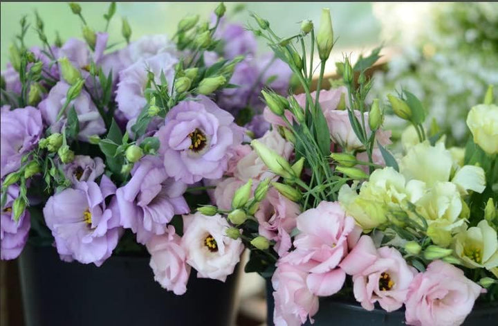 Mixed Eustoma Flower Seeds – Heirloom, Non-GMO, High Germination Garden Seeds
