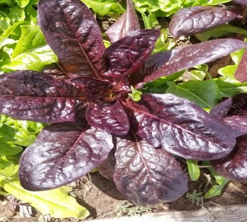 Purpur-Salat Samen – Alte Sorte, gentechnikfrei, keimstark, Bio-Gartensamen zur Aussaat