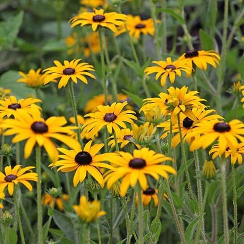yellowrudbeckiaflowerheirloomnongmo flower seeds