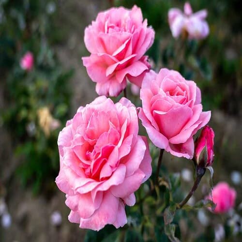 Rose Flower Seeds Pink – Heirloom, Non-GMO, High Germination Organic Garden Seeds for Planting