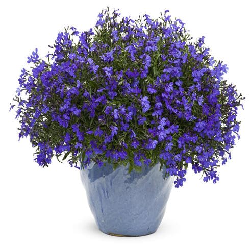 Purple Lobelia Flower Seeds – Heirloom, Non-GMO, High Germination Organic Garden Seeds for Planting Seeds for Planting