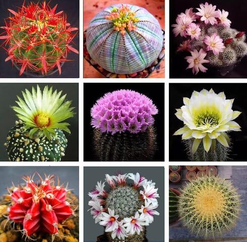 mixed cactus flower seeds