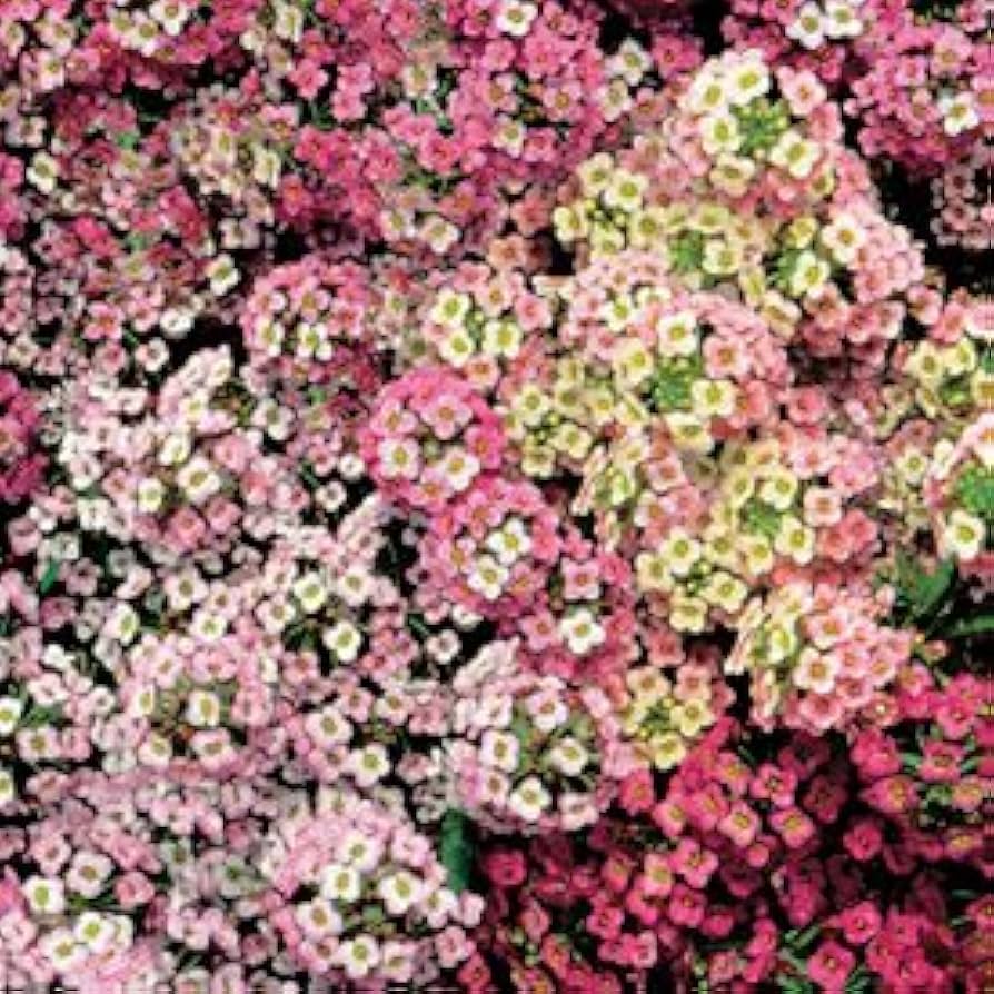 sweet alyssum flower seeds