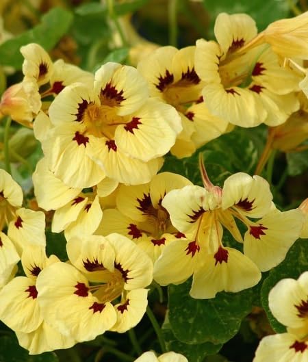 Yellow Red Nasturtium Flower Seeds – Heirloom, Non-GMO, High Germination Organic Seeds