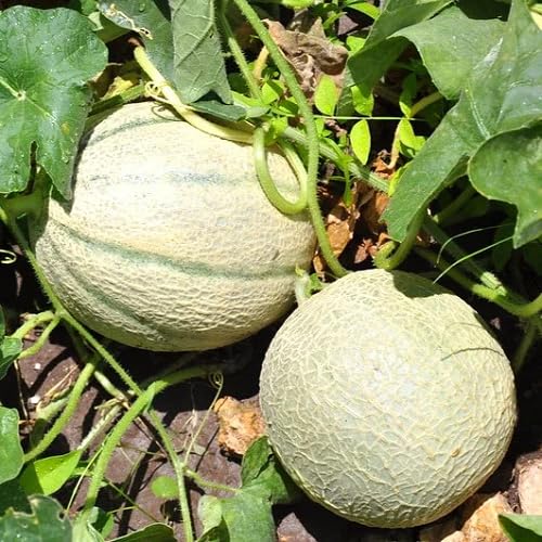 Green Muskmelon Seeds – Heirloom, Non-GMO, High Germination Organic Garden Seeds