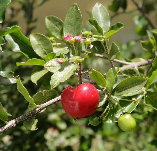 Red Acerola Seeds – Heirloom, Non-GMO, High Germination Organic Garden Seeds