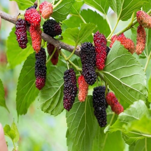 Red Black Mulberry Seeds for Planting – Heirloom Non-GMO High Germination Organic Garden Seeds