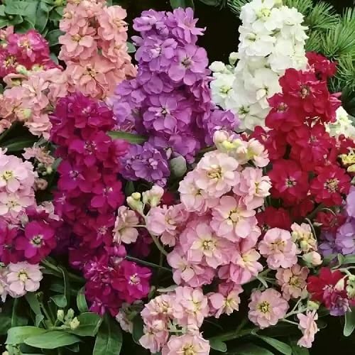 mixedincanaflowerheirloomnongmo flower seeds