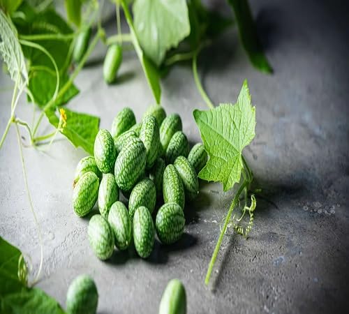 Green Cucamelon Seeds – Heirloom, Non-GMO, High Germination Organic Garden Seeds Planting