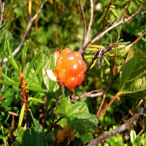 Orange Cloudberry Seeds – Heirloom, Non-GMO, High Germination Organic Garden Seeds