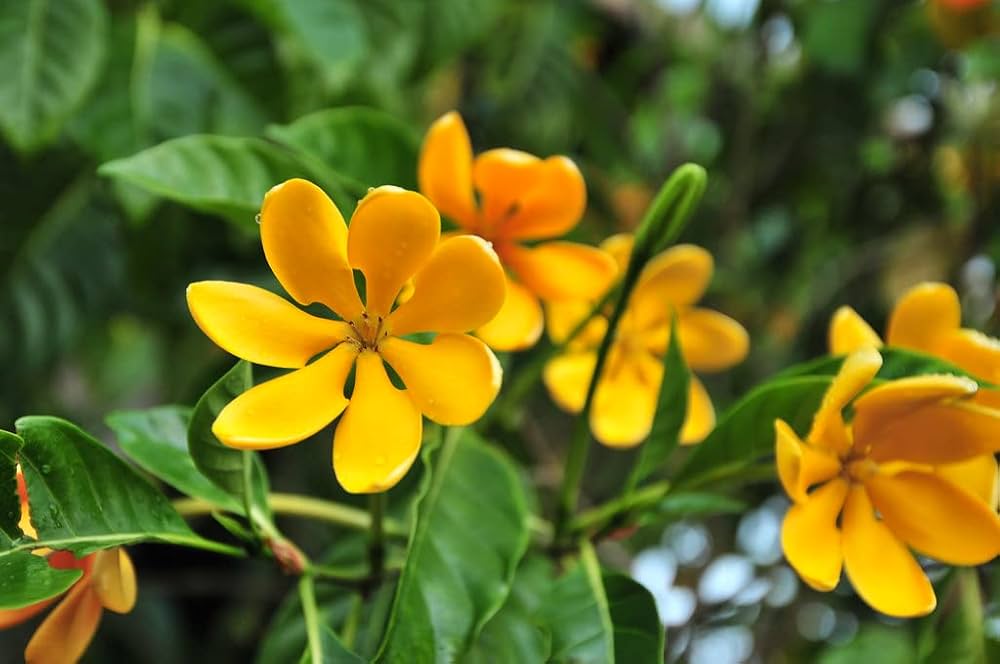 yellow golden flower seeds
