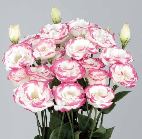 white pink lisianthus flower