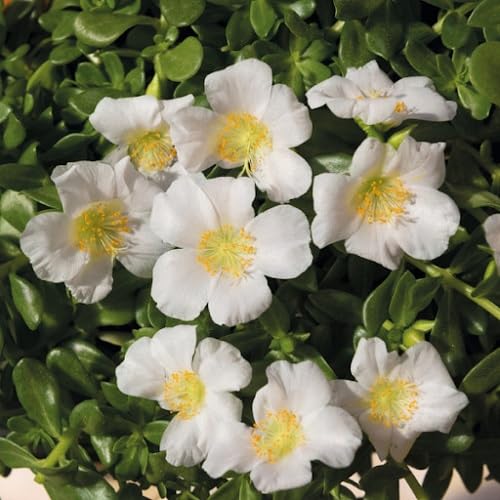 White Purslane Flower Seeds – Heirloom, Non-GMO, High Germination Organic Garden Seeds for Planting