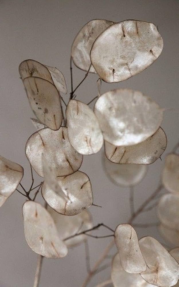 White Money Plant Lunaria Seeds for Planting