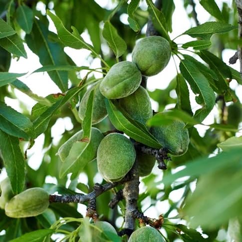 green almond flower seeds