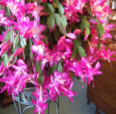 Rosa Schlumbergera Blumensamen zum Pflanzen – Alte Sorte, gentechnikfrei, hohe Keimrate, Bio-Gartensamen